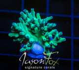 JF SKY BLUE TURAKI