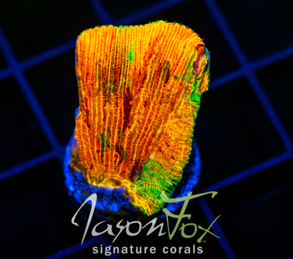 Coral様　3点おまとめ WYSIWYG – Jason Fox Signature Corals