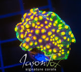 JF PARTY CRASHER CYPHASTREA XL FRAG