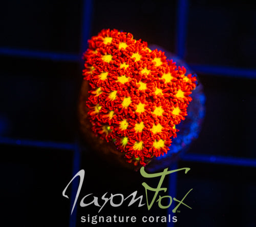 JF STAR STUNG GONI