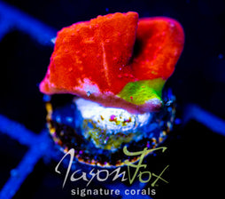 WWC GRAFTED TURBICULATA