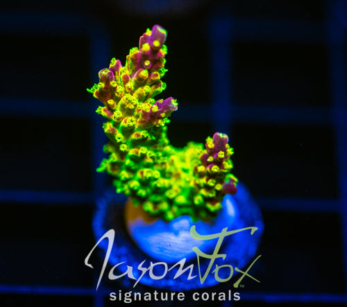 JF HATERAID ACRO