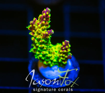 JF HATERAID ACRO
