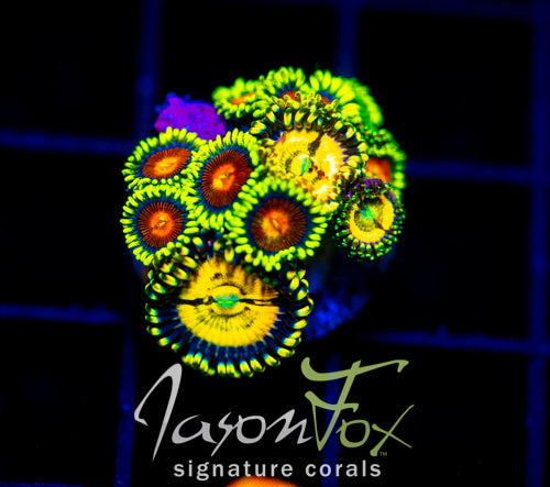 CC SPITFIRE ZOAS COMBO