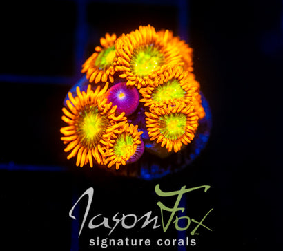 JF ORANGE COSMOS (NEW RELEASE)