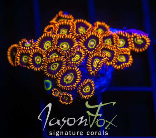 JF RAINBOW HORNETS XL FRAG