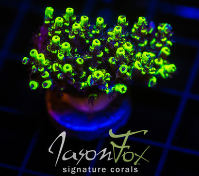 JF YELLOW SABER ACRO XL FRAG