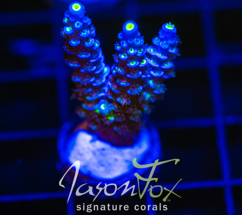 JF PAPA SMURF TENIUS XL FRAG