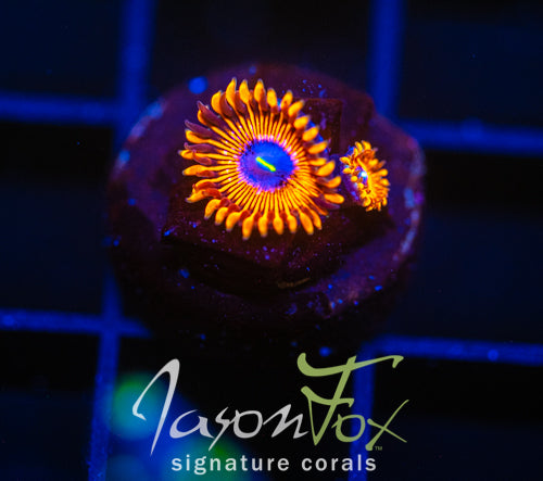 JF CRAZY LADIES ZOAS
