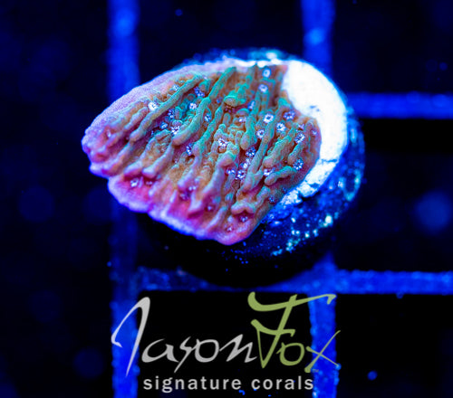 LENG SY PURPLE RIM MONTI