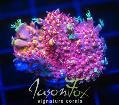 JF CIRCUS FREAK ACRO XXL FRAG