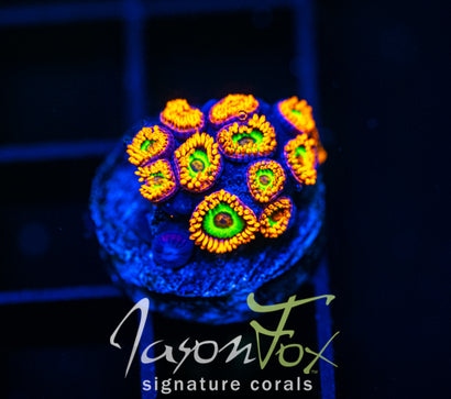 JF VEGAS STRIPS ZOAS