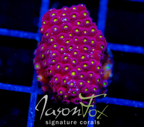 BLING BLING CYPHASTREA