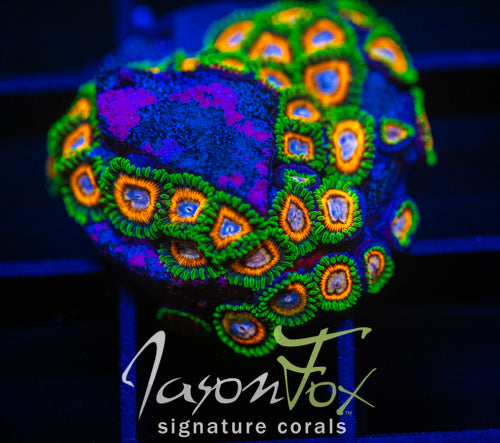 JF FAIRYTALES ZOAS