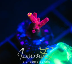JF FOX FLAME ACRO