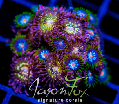 JF MOHICAN SUNS COMBO XL FRAG