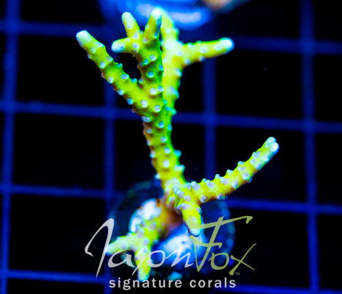 BR GREEN GOBLIN ANACROPORA