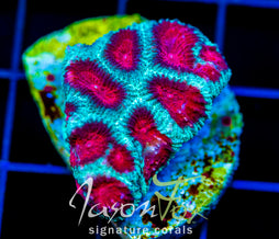 JF FIERY RED FAVIA