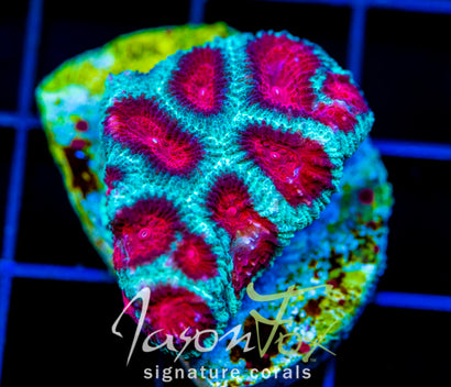 JF FIERY RED FAVIA