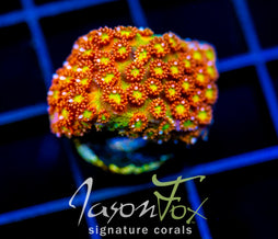JF KALEIDOSCOPE GONI