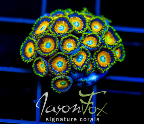 JF AUSSIE SCAMBLED EGG ZOAS