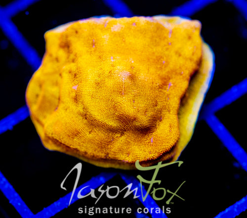 JF BLINDING ORANGE LEPTO