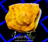 JF BLINDING ORANGE LEPTO