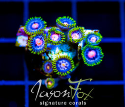 JF BIG BANG ZOA