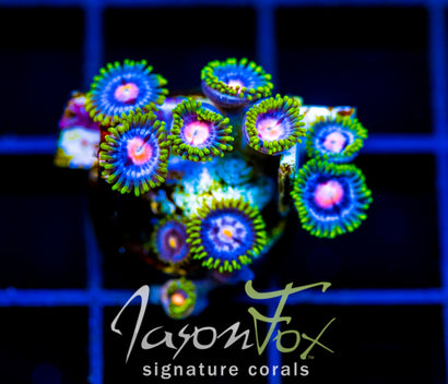 JF BIG BANG ZOA