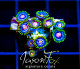 JF BIG BANG ZOA