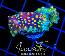 JF PARTY CRASHER CYPHASTREA
