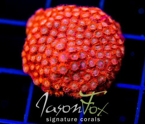 JF AGENT ORANGE CYPHASTREA