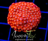 JF AGENT ORANGE CYPHASTREA