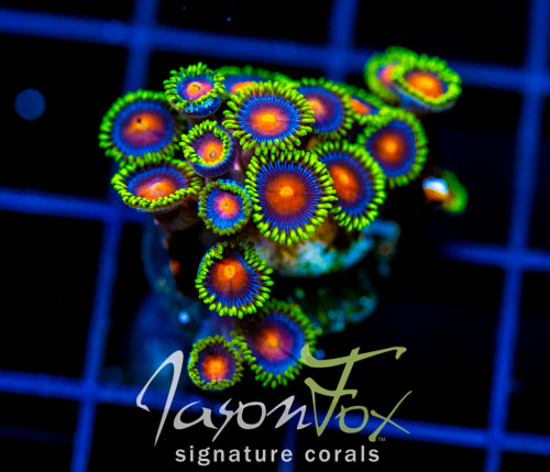 JF DRAGON EYES ZOAS
