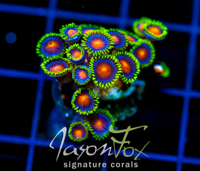 JF DRAGON EYES ZOAS