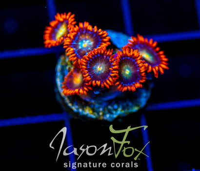 JF ORANGE COSMOS (NEW RELEASE)