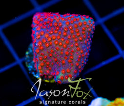 JF COLLISION COURSE PORITES