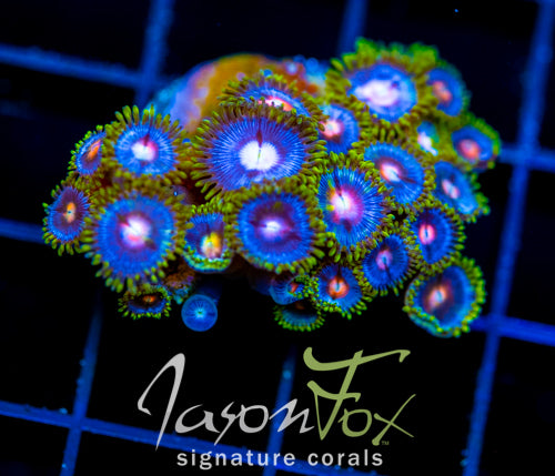 JF BIG BANG ZOA XL FRAG