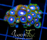JF BIG BANG ZOA XL FRAG