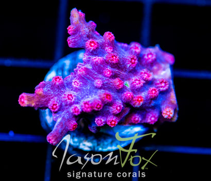 JF PINK BRANCHING CYPHASTREA
