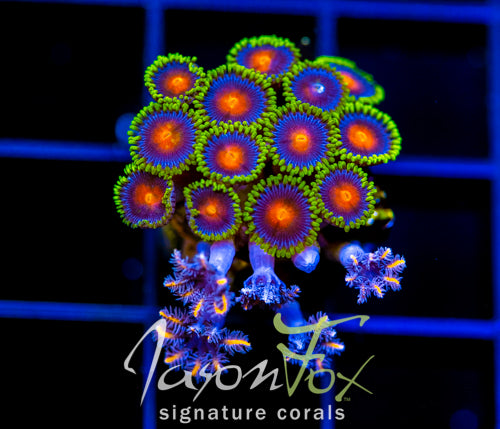 JF DRAGON EYES ZOAS COMBO