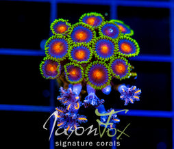 JF DRAGON EYES ZOAS COMBO