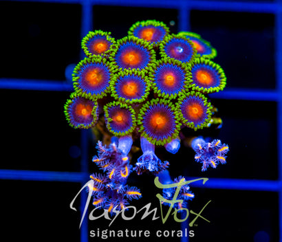 JF DRAGON EYES ZOAS COMBO