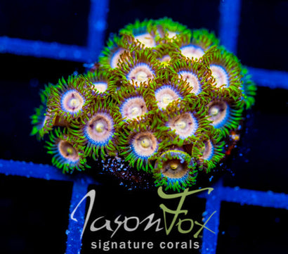 CC LAZER LEMONS ZOAS