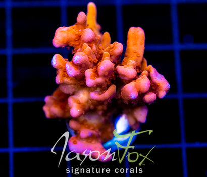 JF BLACK LIGHT SETOSA XXL FRAG