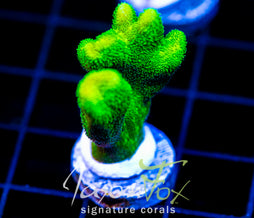 JF GREEN BRANCHING PSAMMACORA