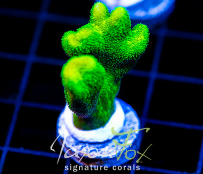 JF GREEN BRANCHING PSAMMACORA