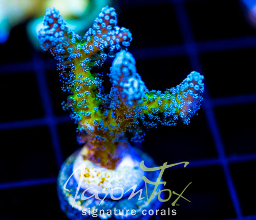 JF ENCHANTED FOREST BN