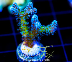 JF ENCHANTED FOREST BN
