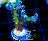 JF ENCHANTED FOREST BN